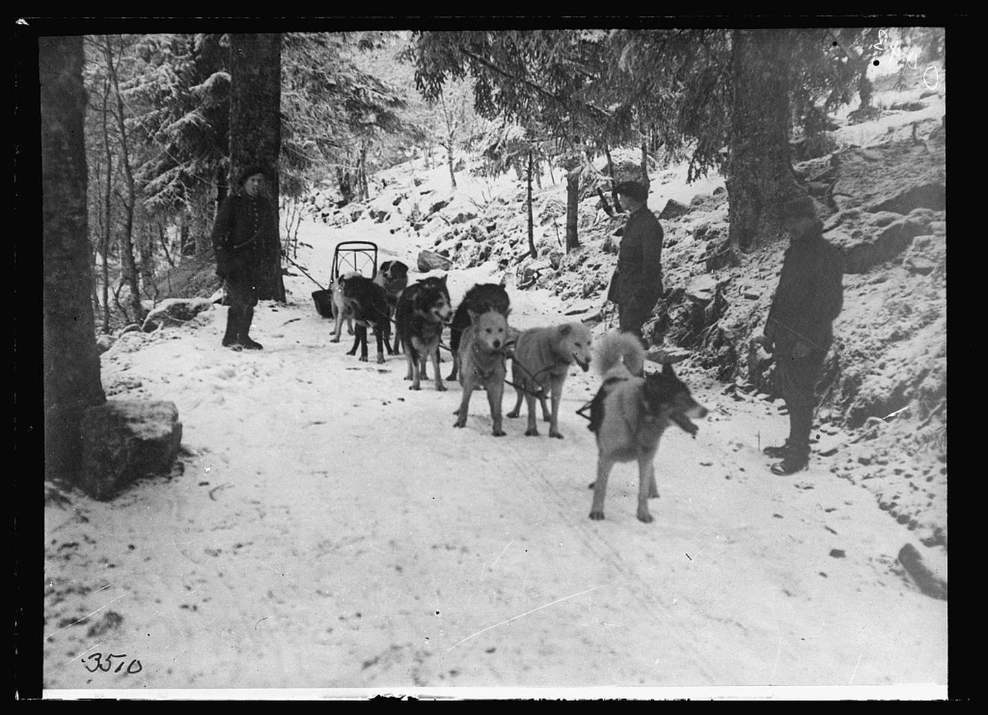 Alaska dogs at the front in France during WWI in 1917