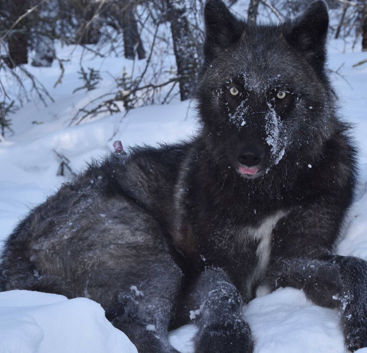 An Alaska wolf