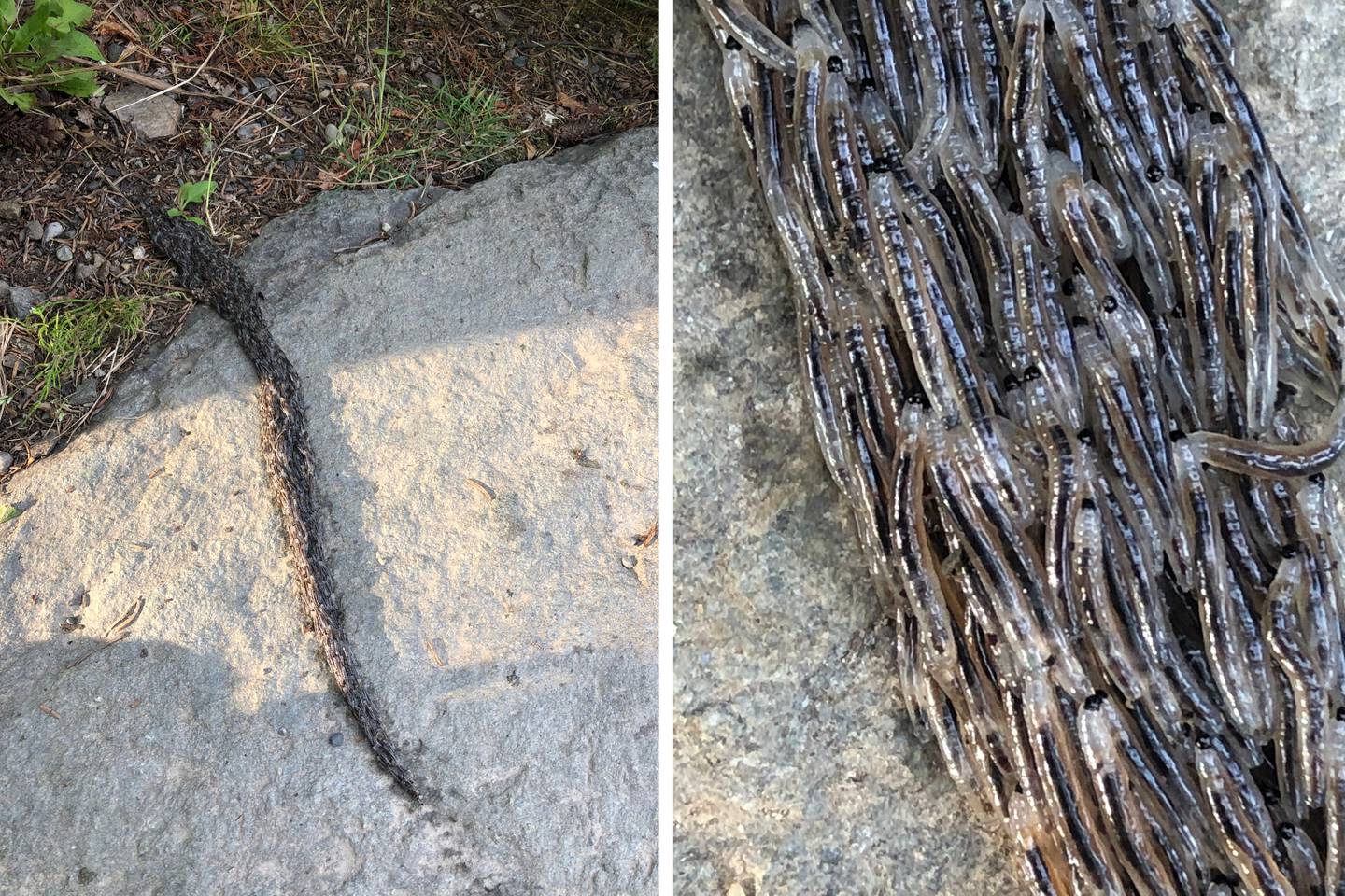 Gnat snakeworm larvae crawling column Camp Denali Kantishna