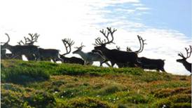 New research could help reindeer herders monitor grazing lands