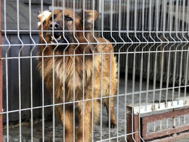 Mat-Su Borough now requires all ‘found’ animals get turned over to shelter