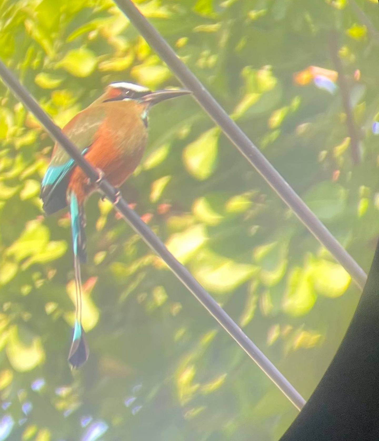A turquoise-browed mot mot perches on a power wire