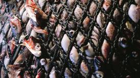 OPINION: What is Alaska doing to address bycatch?