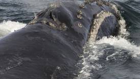 Feds will study expanding habitat designations in Alaska for the rare North Pacific right whale