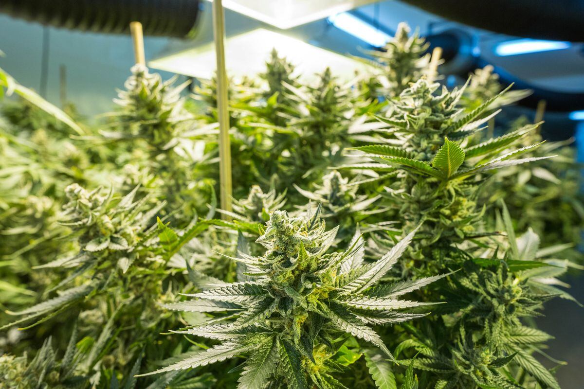 Illinois intentionally created shortage of legal marijuana - Belleville News -Democrat