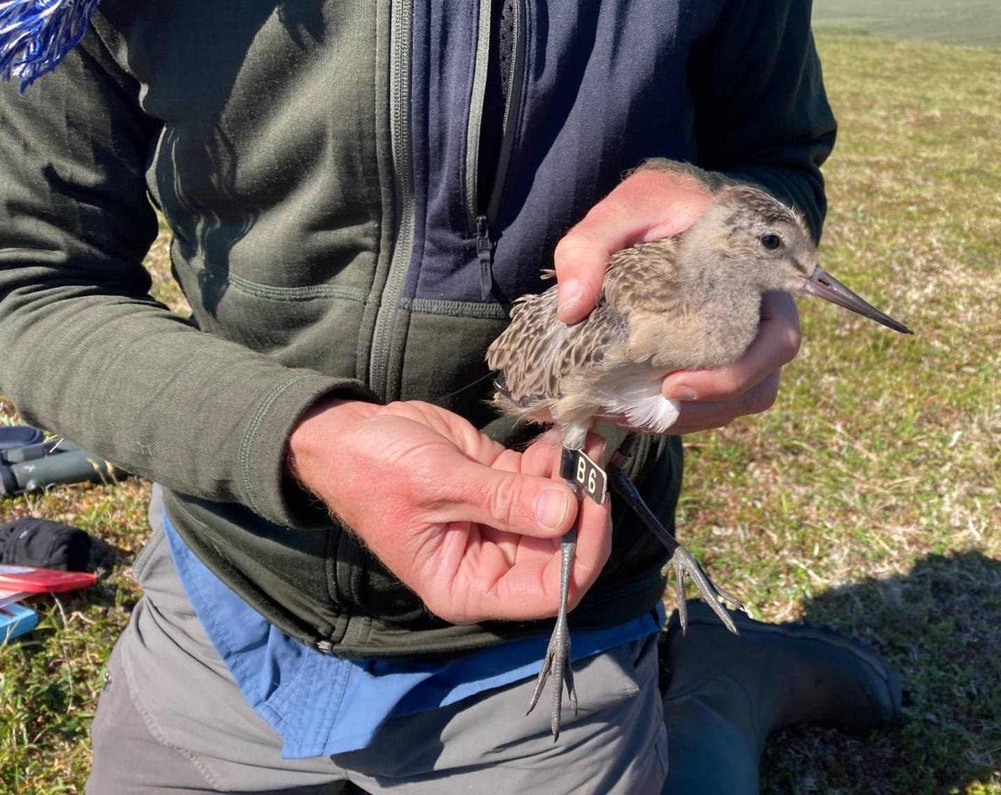 godwit, research, nome, USGS, bar-tailed godwit, migration