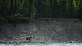 State appeals for right to bait brown bears in Kenai wildlife refuge
