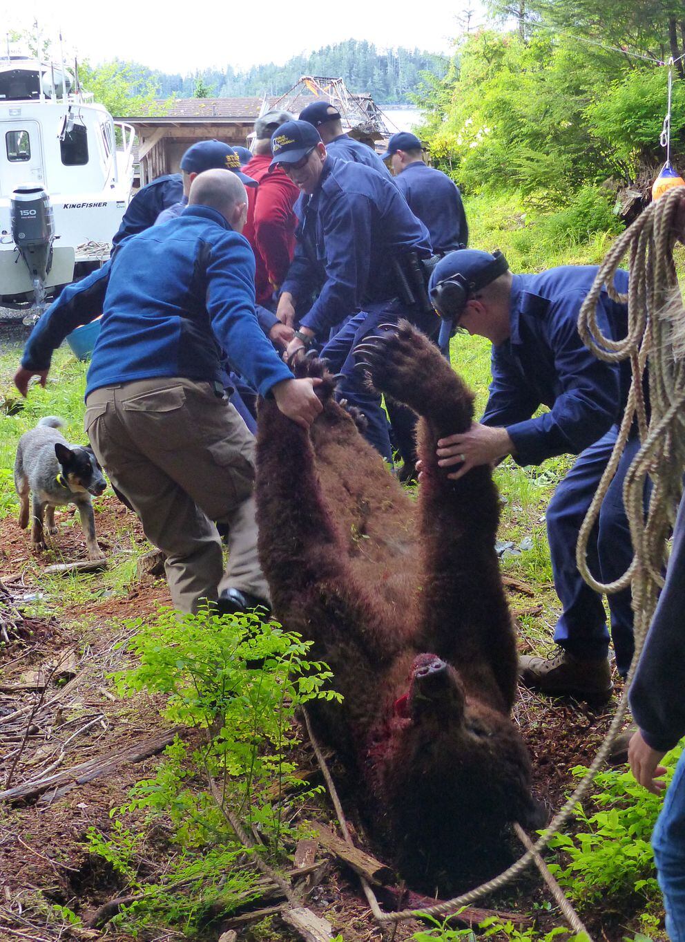 Sitka-based trooper kills brown bear chasing his dog ...