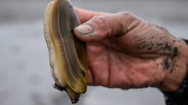 Razor clams and geoducks battle to be Washington state’s official bivalve