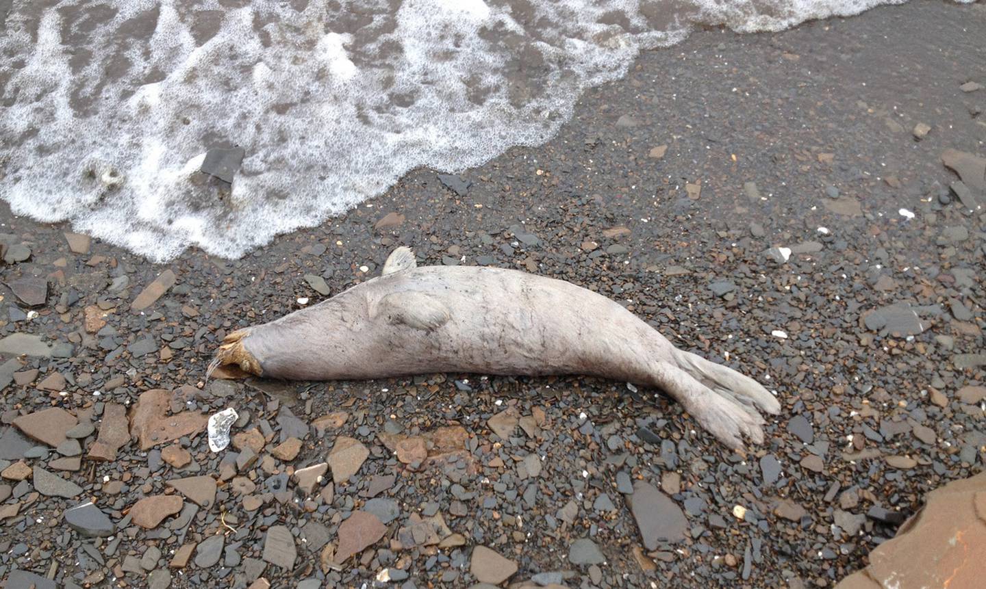 Bering Sea ice seal deaths NOAA