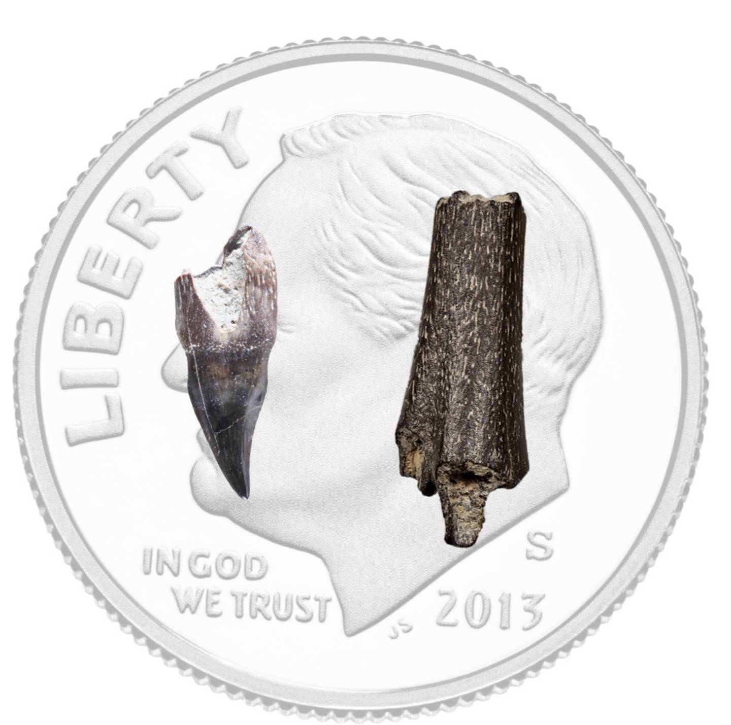 A fragment of a bird tooth as well as a bird bone researchers found in the bluffs above the Colville River with a dime for comparison