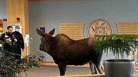 How do you get a moose out of an Anchorage medical facility? Very carefully.
