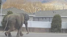 Circus elephant startled by backfiring vehicle stops traffic in Montana