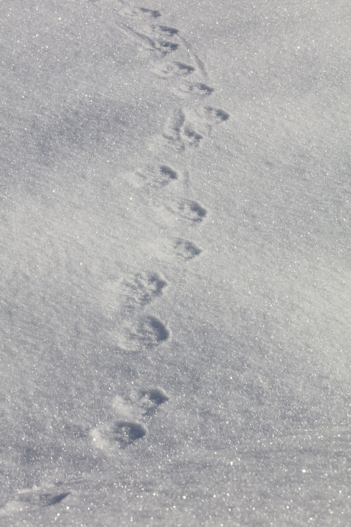 Tracks in the snow can tell amazing stories - Anchorage Daily News