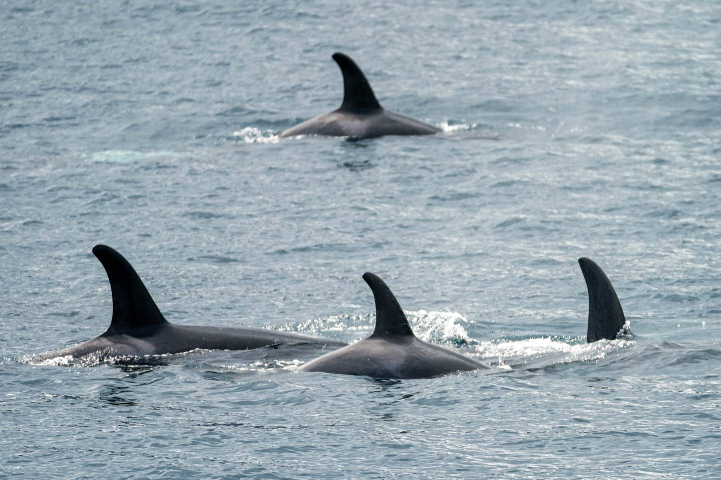 Kenai Fjords National Park, Resurrection Bay, killer whale, orca, orca whale