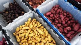 Alaska potatoes in a rainbow of colors are on their way to farmers markets this week