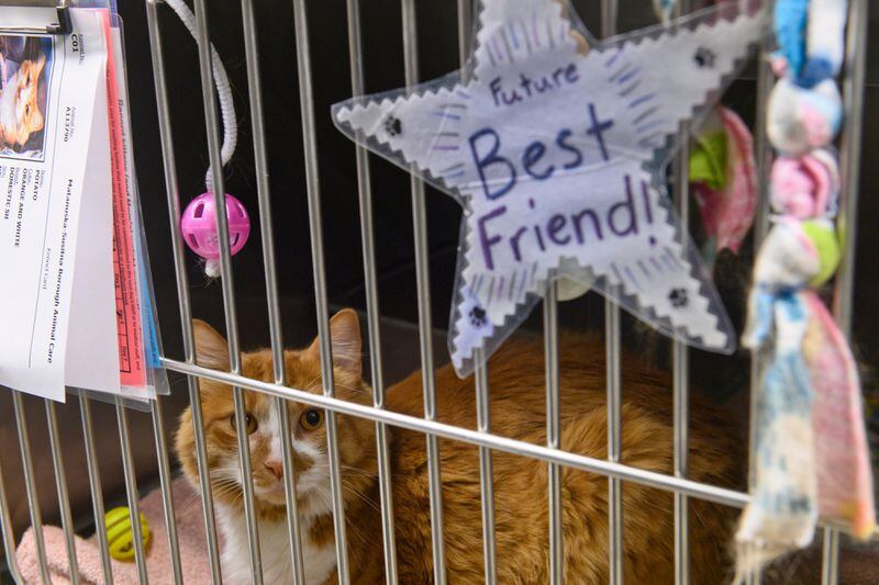 Potato was one of the cats available for adoption at the Mat-Su Animal Shelter in Palmer in June 2022. (Marc Lester / ADN)