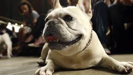 Beloved and debated, French bulldog becomes top US dog breed