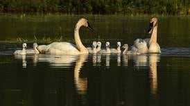 Photos: A big family of swans at Potter Marsh