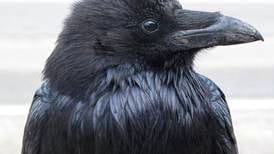 Urban or rural, raven roosts contain their own mysteries