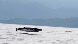 It began as a typical ferry ride in Kachemak Bay. Then a minke whale went airborne.