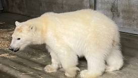 Polar bear cub wandering North Slope oil field is captured and sent to Alaska Zoo in Anchorage