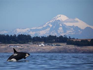 Judge faults federal plan to protect orcas from Southeast Alaska salmon harvests