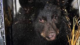 Orphaned bear cub, made famous via Facebook, is settling in at new Sitka home