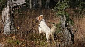 Your hunting dog might be a pointer or a flusher — or it might be both