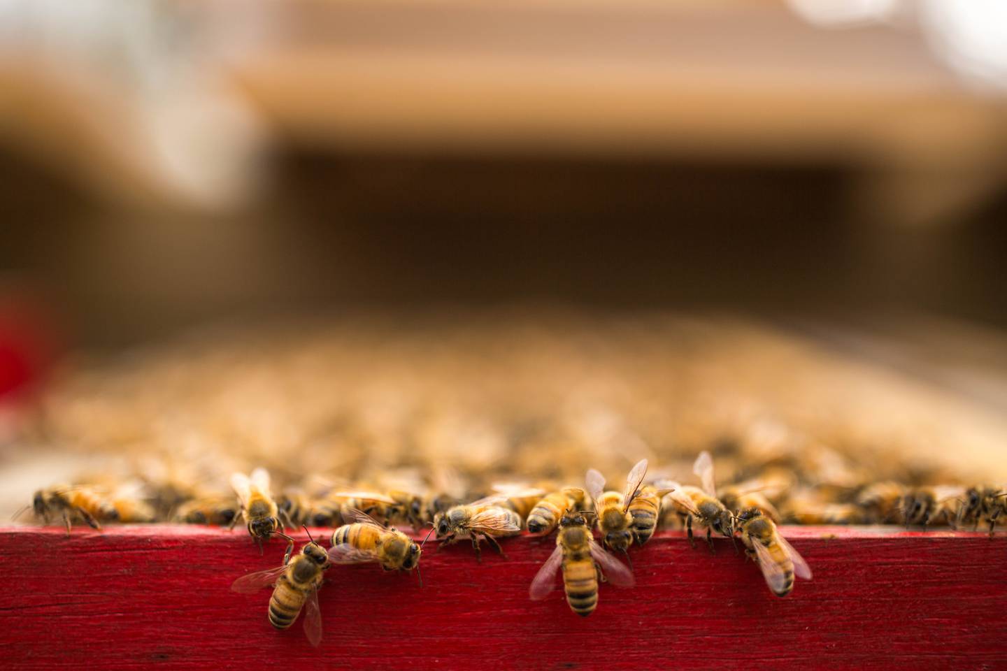 bee, beekeeper, beekeeping, bees, terry holtman
