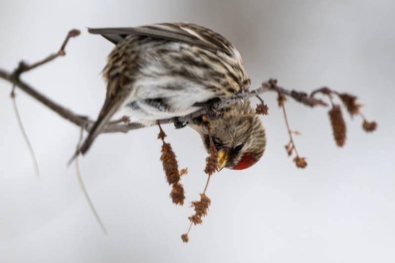 Redpolls, feisty songbirds of the Alaska winter, are flocking to feeders