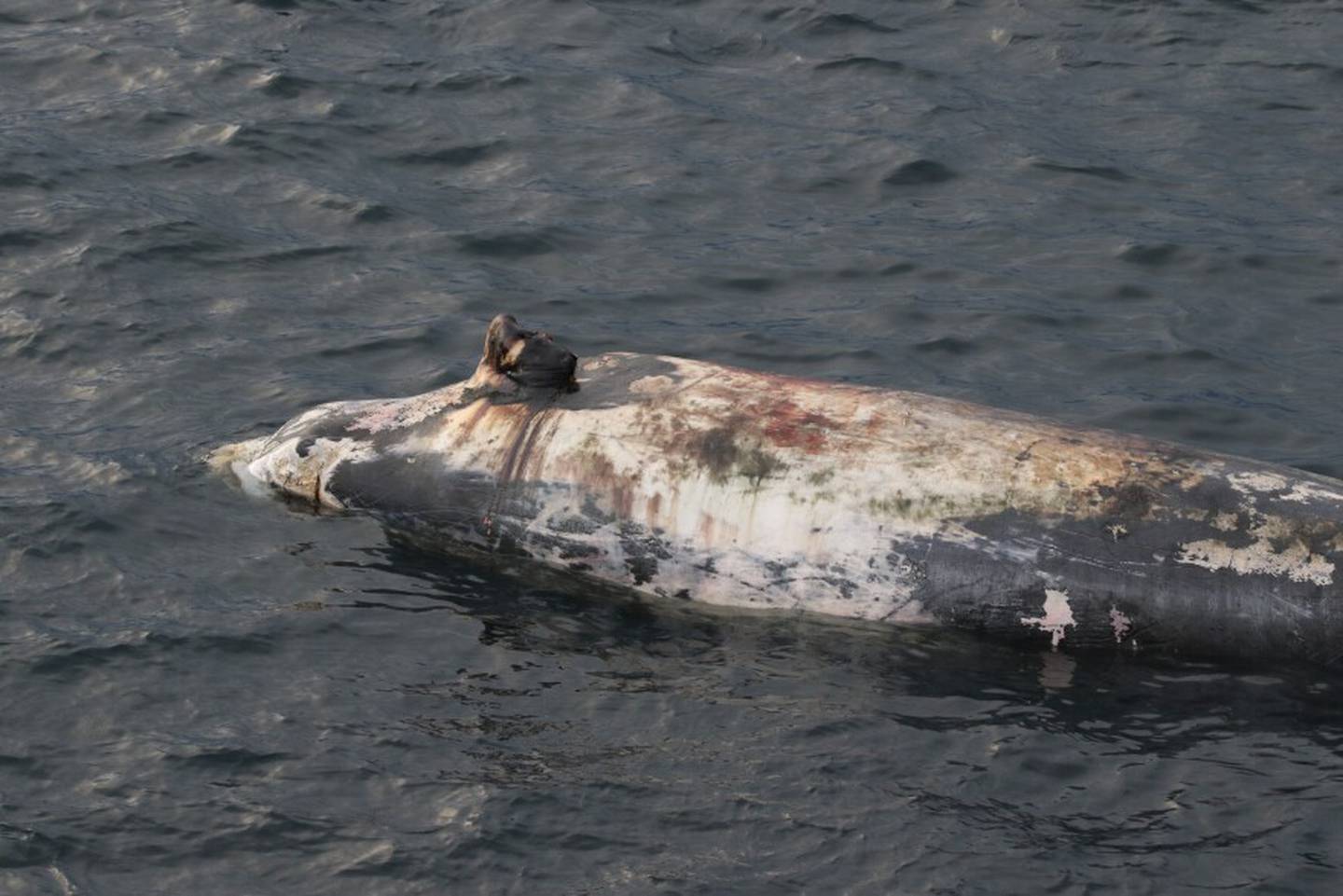 Bristol Bay Times - KUCB Makushin Bay beaked whale