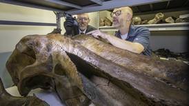 Revealing the mysteries of a 15,000-year-old adopted mammoth