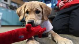 A golden retriever puppy is in training to become Alyeska’s newest avalanche safety asset