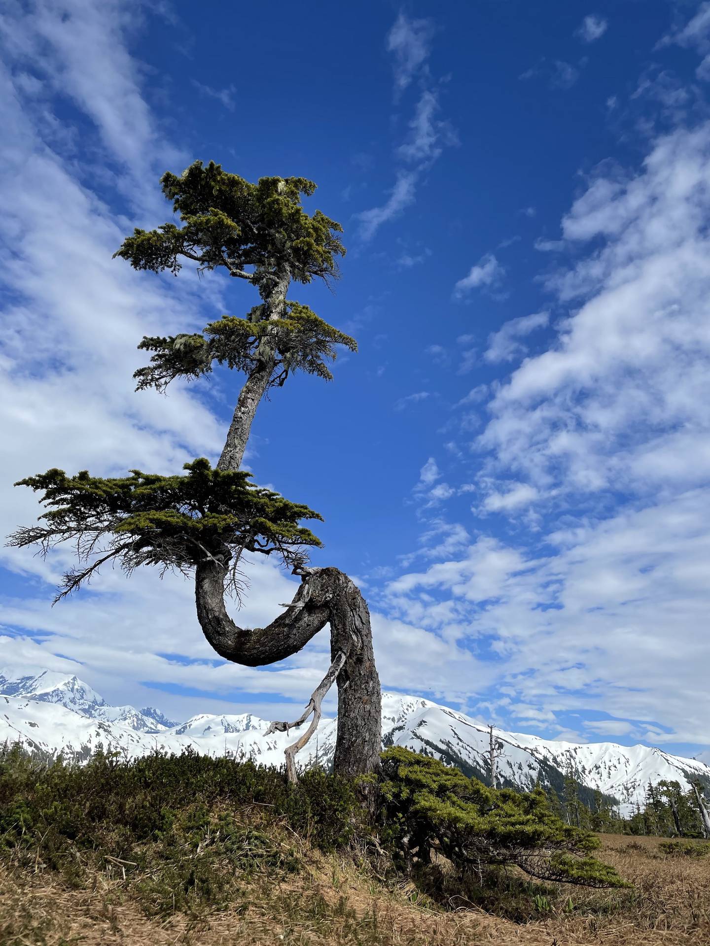 A mountain hemlock tree