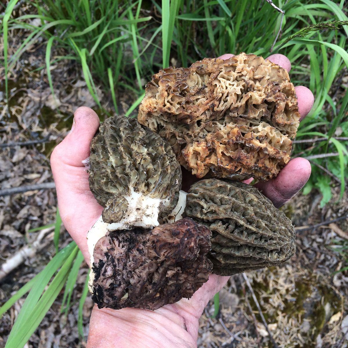 Can You Grow Morel Mushrooms Reddit Confessions Of A Morel Hunter Anchorage Daily News