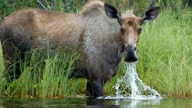 Alaska's moose management: Science or comic-book biology?