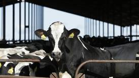 As bird flu spreads in cows, fractured U.S. response has echoes of early COVID