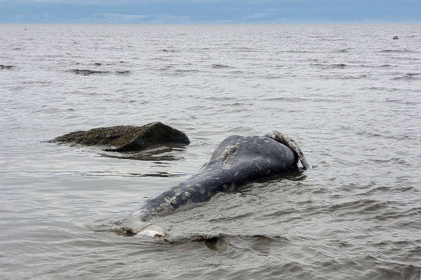 Gray Whale Death Clam Gulch