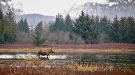 From nothing, Cordova moose grew into a healthy population