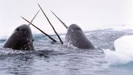 The narwhal tusk has a wondrous and mystical history. A new chapter was added on London Bridge. 