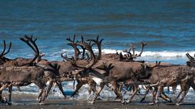 Caribou declines causing angst for Alaska hunters are part of a wider North American trend