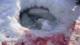 Canadian hunters still harvesting trapped and wounded belugas