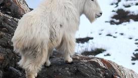 Mountain goat? Dall sheep? Moose? Which Alaska hunt is the toughest?