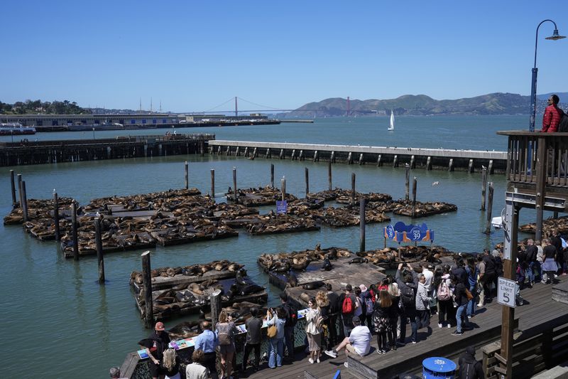 People look at sea lions from Pier 39, Thursday, May 2, 2024, in San Francisco. (AP Photo/Godofredo A. Vásquez)