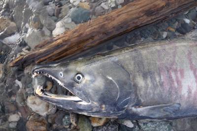 Salmon nose deep into Alaska ecosystems as they swim, and die, across the state