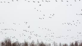 Burgeoning population of Ross's geese may lead to hunt in Canada