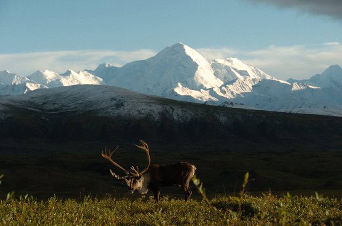 Самый северный нац парк. Национальный парк Денали Аляска. Национальный парк Денали, штат Аляска. Заповедник на Аляске " Денали ". Национальный парк Денали Аляска Дикая природа.