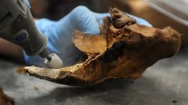 Old walrus bones dug up in Alaska's Arctic could shed new light on Point Lay haulouts