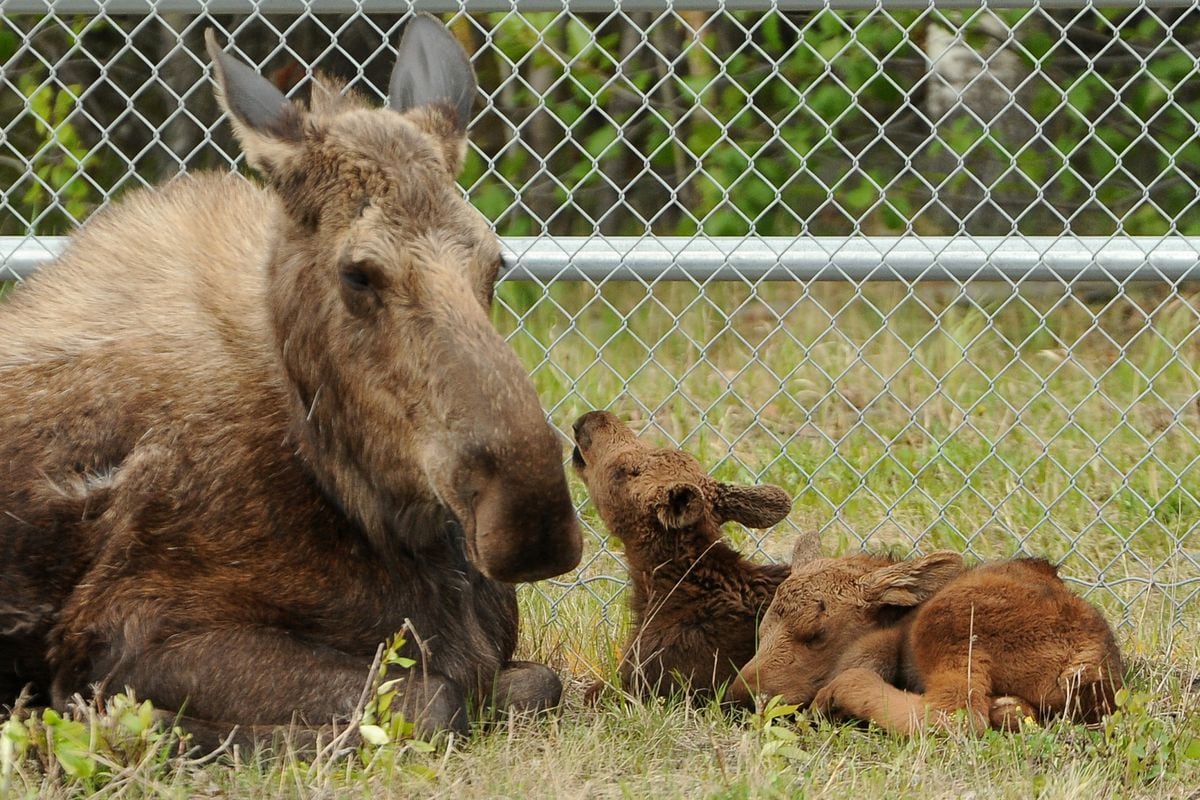 It S The Season Of Newborn Moose In Anchorage Here S Your Annual Reminder To Steer Clear Anchorage Daily News